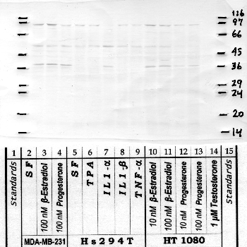 Anti-KLK9 Rabbit Polyclonal Antibody