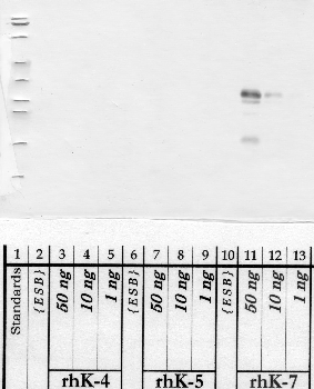 Anti-KLK7 Rabbit Polyclonal Antibody