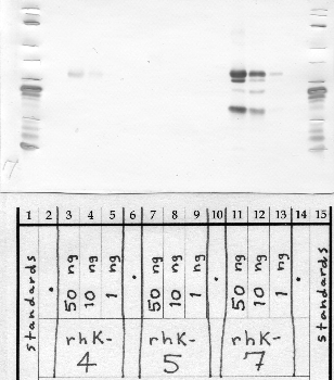 Anti-KLK7 Rabbit Polyclonal Antibody