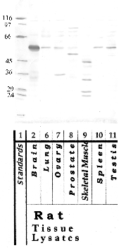 Anti-HTRA4 Rabbit Polyclonal Antibody