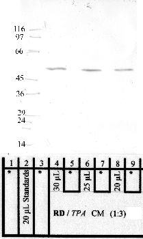 Anti-HTRA4 Rabbit Polyclonal Antibody