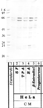 Anti-HTRA2 Rabbit Polyclonal Antibody