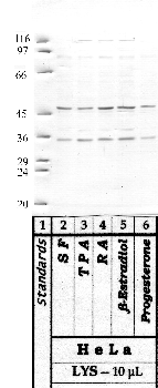 Anti-HTRA2 Rabbit Polyclonal Antibody