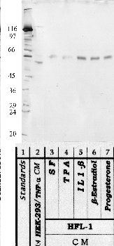 Anti-HTRA2 Rabbit Polyclonal Antibody