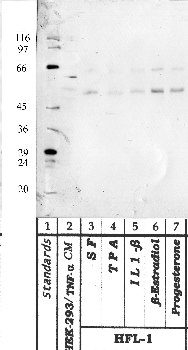 Anti-HTRA1 Rabbit Polyclonal Antibody
