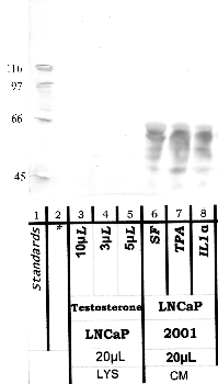 Anti-FAP Rabbit Polyclonal Antibody