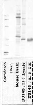 Anti-DPP6 Rabbit Polyclonal Antibody