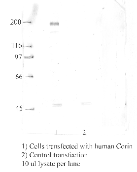Anti-CORIN Rabbit Polyclonal Antibody