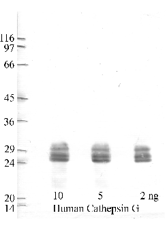 Anti-CTSG Rabbit Polyclonal Antibody
