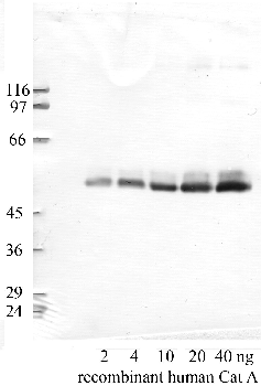 Anti-CTSA Rabbit Polyclonal Antibody