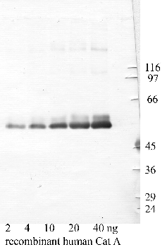 Anti-CTSA Rabbit Polyclonal Antibody