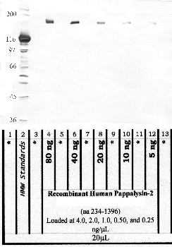 Anti-PAPPA2 Rabbit Polyclonal Antibody