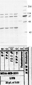 Anti-PAPPA2 Rabbit Polyclonal Antibody