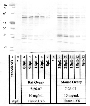 Anti-ASTL Rabbit Polyclonal Antibody