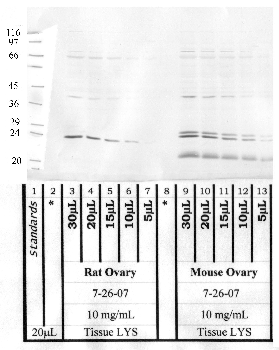 Anti-ASTL Rabbit Polyclonal Antibody