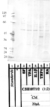 Anti-Mmp12 Rabbit Polyclonal Antibody