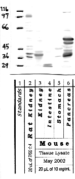 Anti-MEP1B Rabbit Polyclonal Antibody