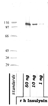Anti-IDE Rabbit Polyclonal Antibody
