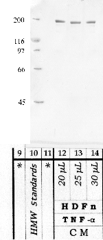 Anti-BMP1 Rabbit Polyclonal Antibody
