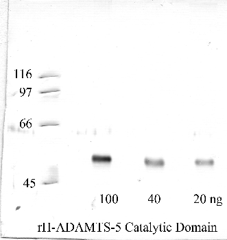 Anti-ADAMTS5 Rabbit Polyclonal Antibody
