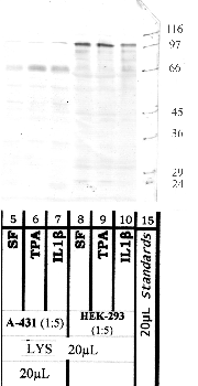 Anti-ADAM10 Rabbit Polyclonal Antibody