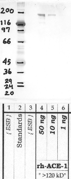 Anti-ACE Rabbit Polyclonal Antibody