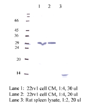 Anti-CSTM Rabbit Polyclonal Antibody