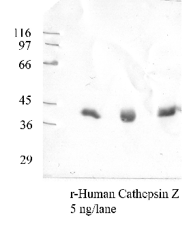 Anti-CTSZ Rabbit Polyclonal Antibody
