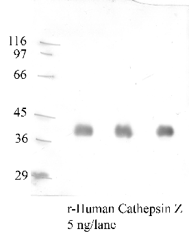 Anti-CTSZ Rabbit Polyclonal Antibody