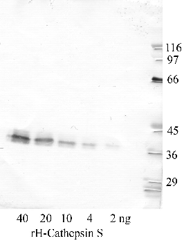 Anti-CTSS Rabbit Polyclonal Antibody