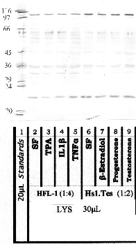 Anti-CPNS2 Rabbit Polyclonal Antibody