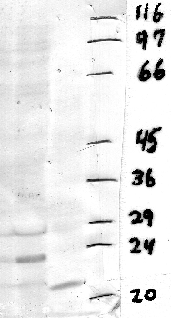 Anti-CPNS2 Rabbit Polyclonal Antibody