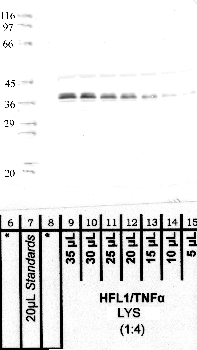 Anti-NAPSA Rabbit Polyclonal Antibody