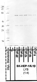 Anti-NAPSA Rabbit Polyclonal Antibody