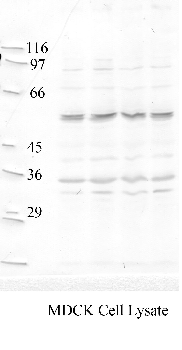 Anti-BACE2 Rabbit Polyclonal Antibody
