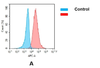 CSF1R Biosimilar Antibody