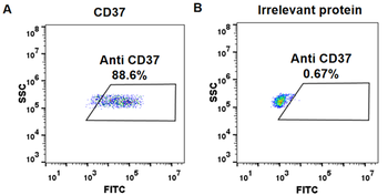 CD37 Biosimilar Antibody