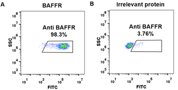 BAFF-R Biosimilar Antibody