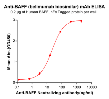 BAFF Biosimilar Antibody