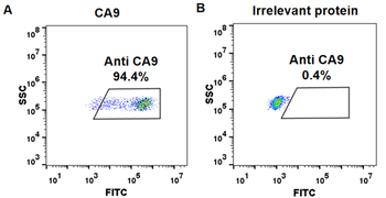 CA9 Biosimilar Antibody
