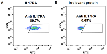 IL17RA Biosimilar Antibody