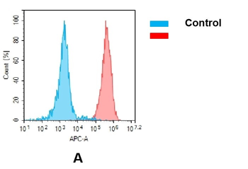 CEACAM5 Biosimilar Antibody
