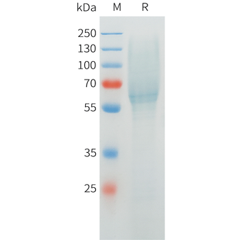 Mouse MMP13 Protein, hFc Tag