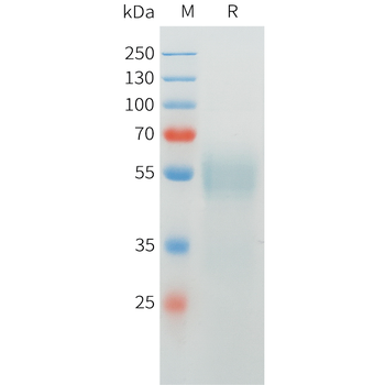Mouse CD7 Protein, hFc Tag