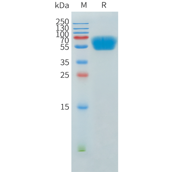 Mouse MFGE8 Protein, His Tag
