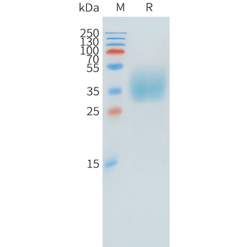 Mouse HBEGF (24-160) Protein, hFc Tag