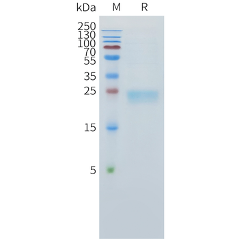 Mouse CD138 Protein, hFc Tag