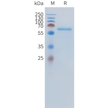 Mouse Trop2 Protein, hFc Tag