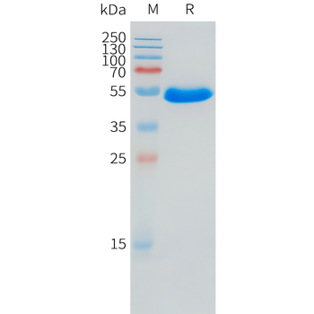 Mouse CD27 Protein, hFc Tag