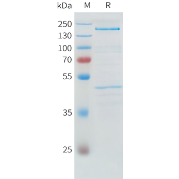 Mouse CTLA4 Protein, hFc Tag